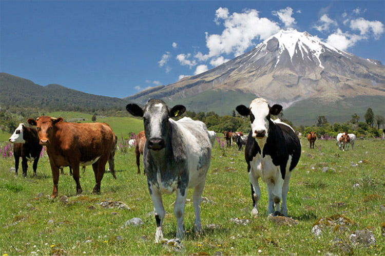 How Is Whey Protein Manufactured Cover Image.