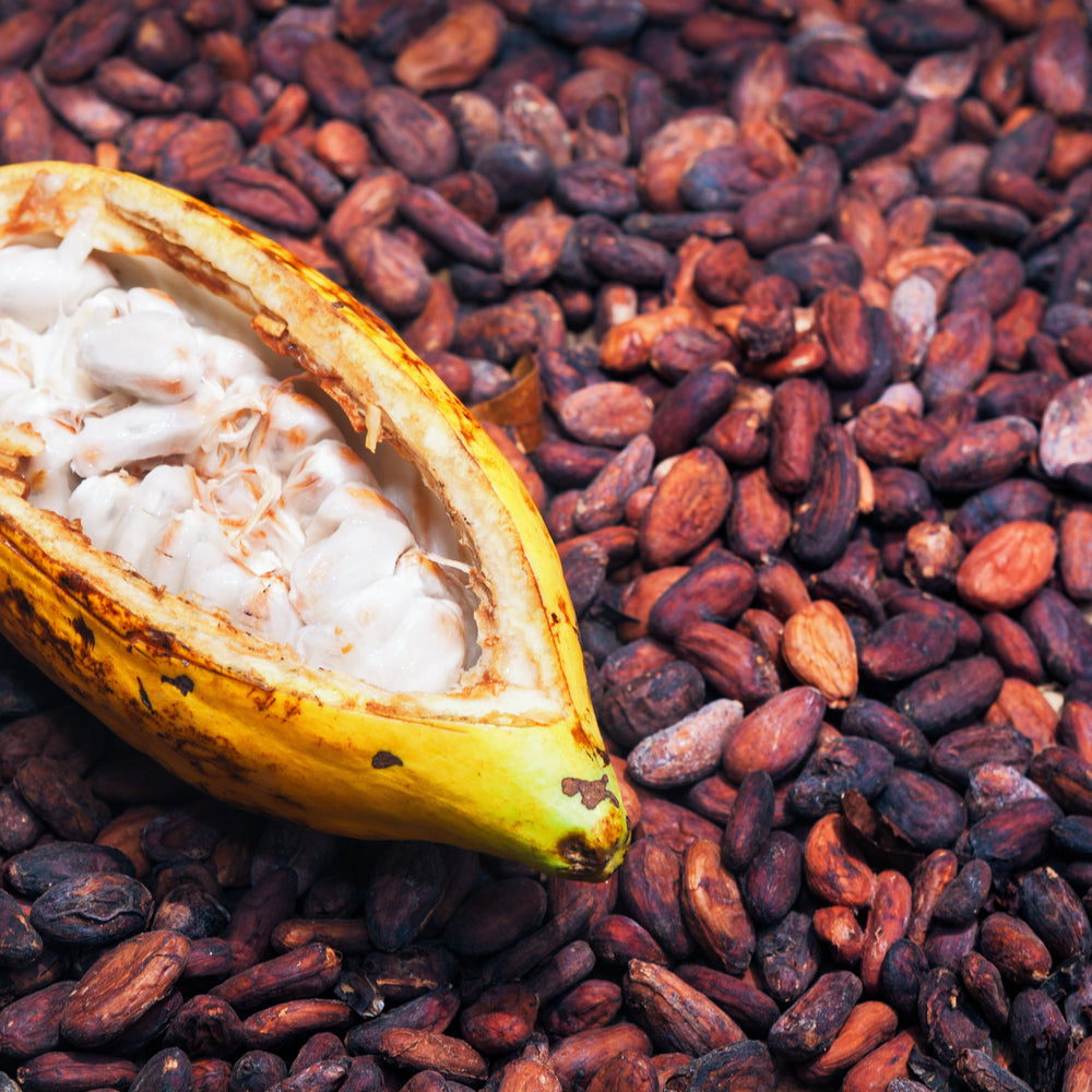 Organic Peruvian cacao pods and cacao powder.