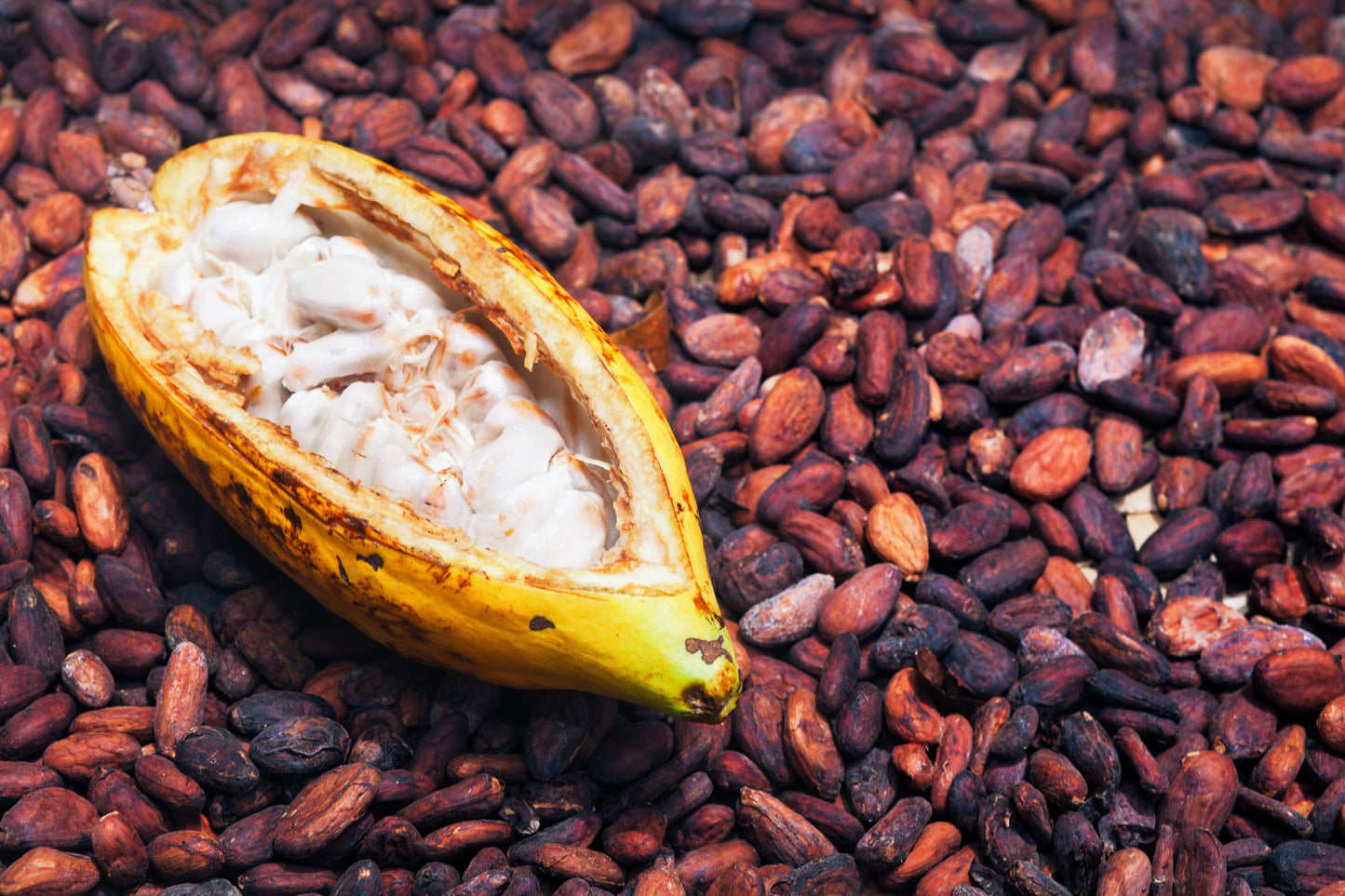 Organic Peruvian cacao pods and cacao powder.